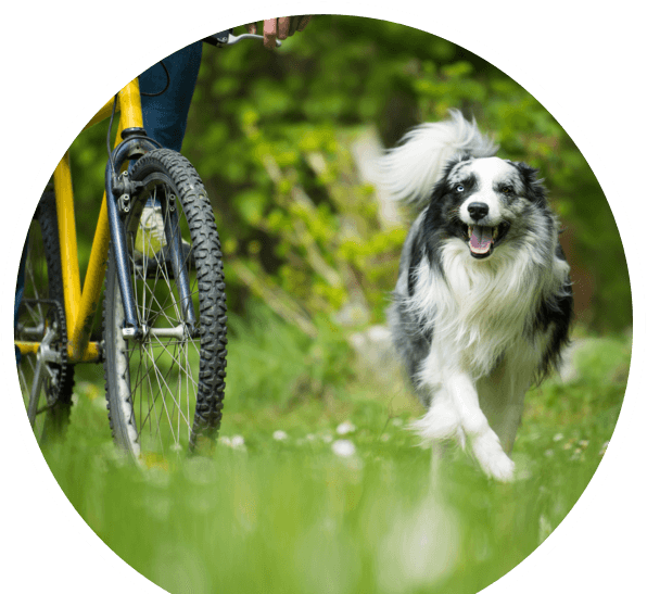 unterwegs mit dem hund fahrradfahren mit hund 619x557